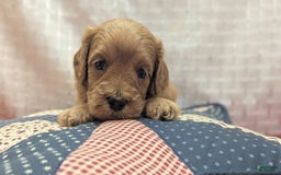 Cavapoo dogs for sale: Apollo - Image 12
