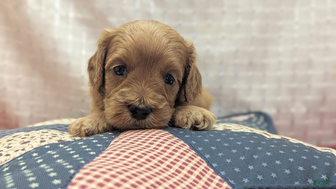 Cavapoo dogs for sale: Apollo - Image 12