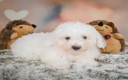 Bichon Frise dogs for sale: Kendrick - Image 12
