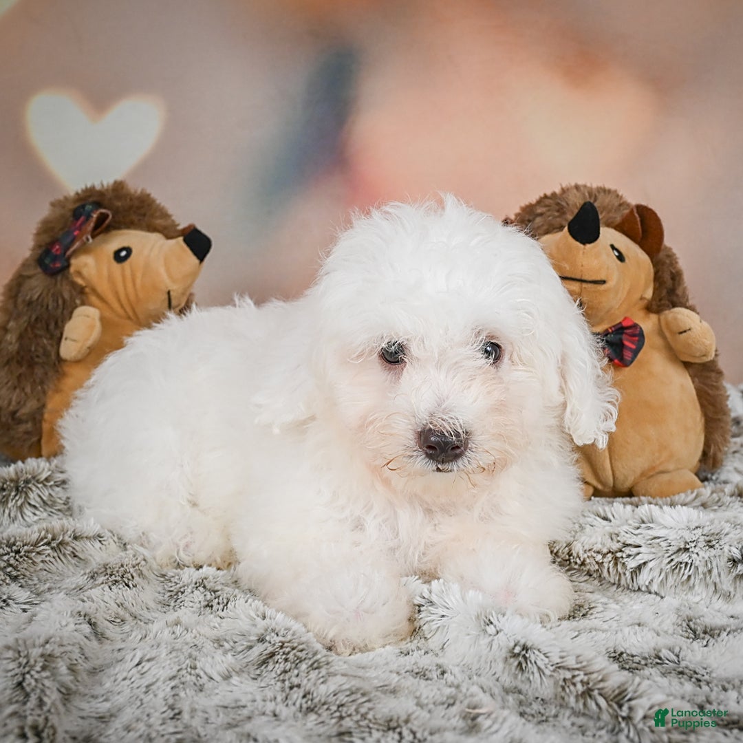 Bichon Frise dogs for sale: Kendrick - Image 12