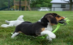 Beagle dogs for sale: Kirby - Image 10