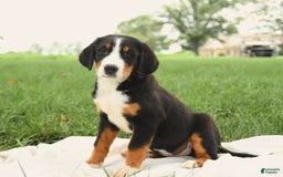 Greater Swiss Mountain Dog dogs for sale: Goldie - Image 4