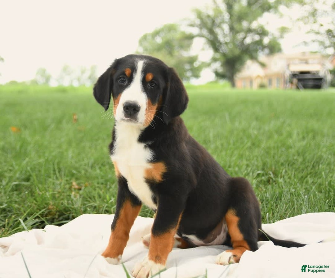 Greater Swiss Mountain Dog dogs for sale: Goldie - Image 4