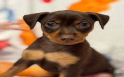 Miniature Pinscher dogs for sale: Rufus - Image 5