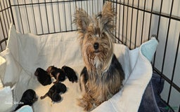 Yorkshire Terrier dogs for sale: Tt - Image 27