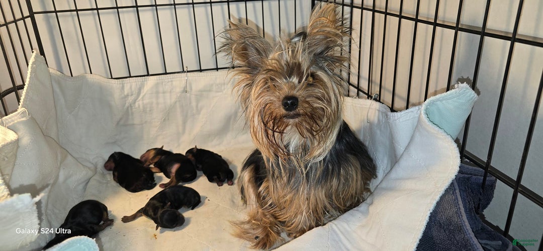 Yorkshire Terrier dogs for sale: Tt - Image 27