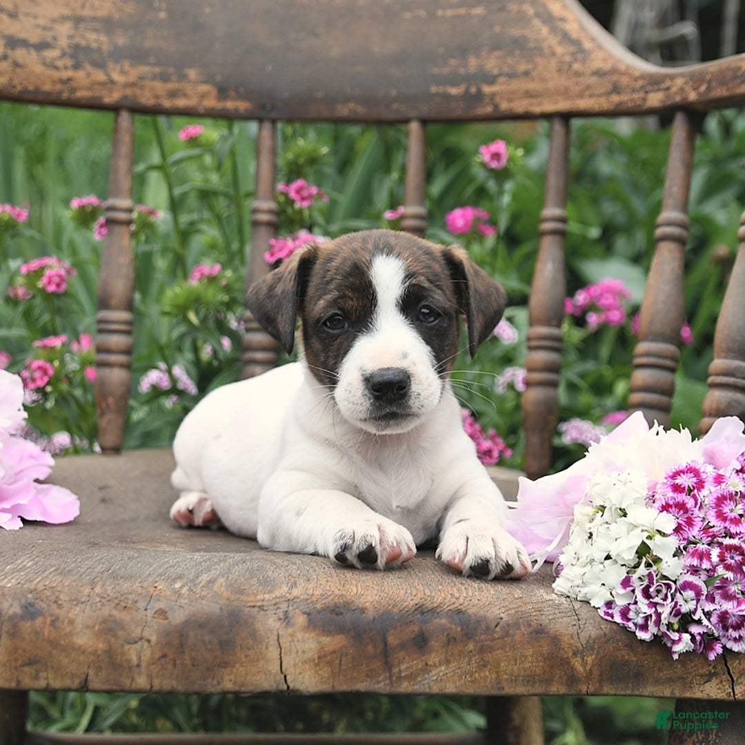 Jack Russell Terrier dogs for sale: Brian - Image 5
