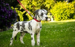 Great Dane dogs for sale: Electra - Image 20