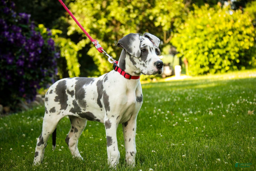 Great Dane dogs for sale: Electra - Image 20