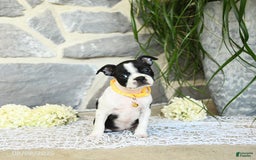 Boston Terrier dogs for sale: Willa - Image 2
