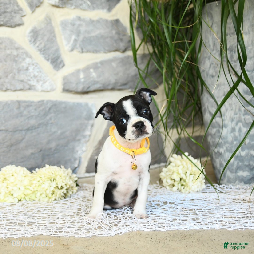 Boston Terrier dogs for sale: Willa - Image 2