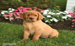 Labrador Retriever dogs for sale: Shirley - Image 1