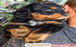 Bernedoodle dogs for sale: Bandit - Image 4