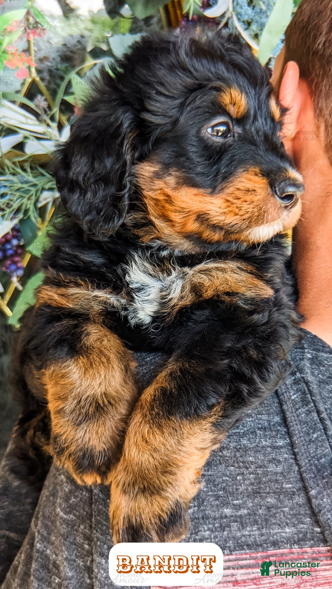 Bernedoodle dogs for sale: Bandit - Image 4