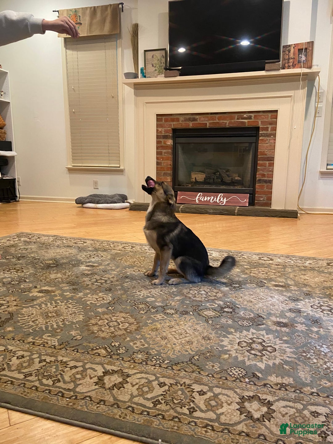 Keeshond dogs for sale: Winnie - Image 3