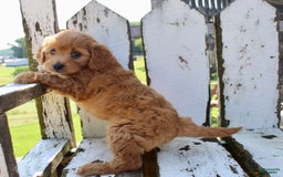 Mini Goldendoodle dogs for sale: Vicky - Image 5