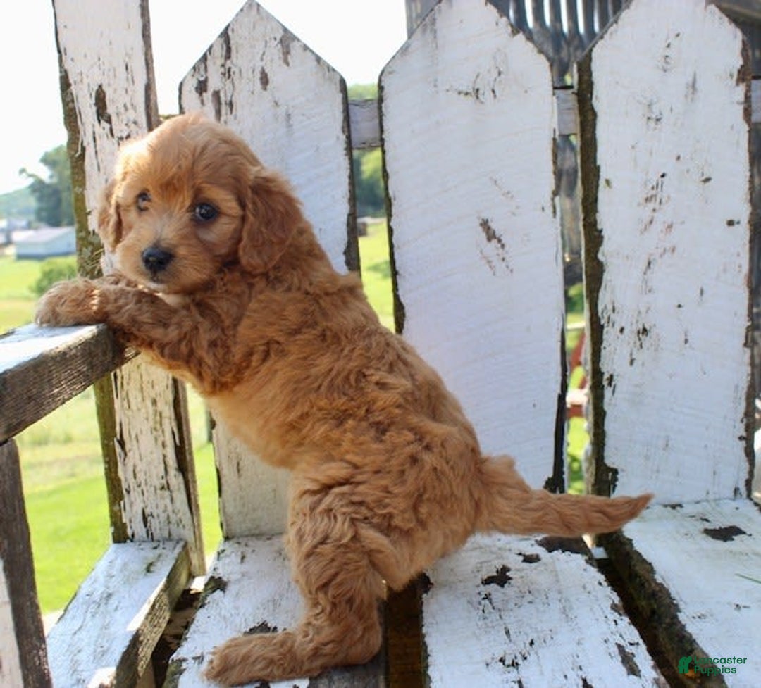 Mini Goldendoodle dogs for sale: Vicky - Image 5