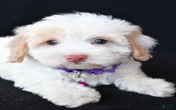 Havapoo dogs for sale: Michelle - Image 6