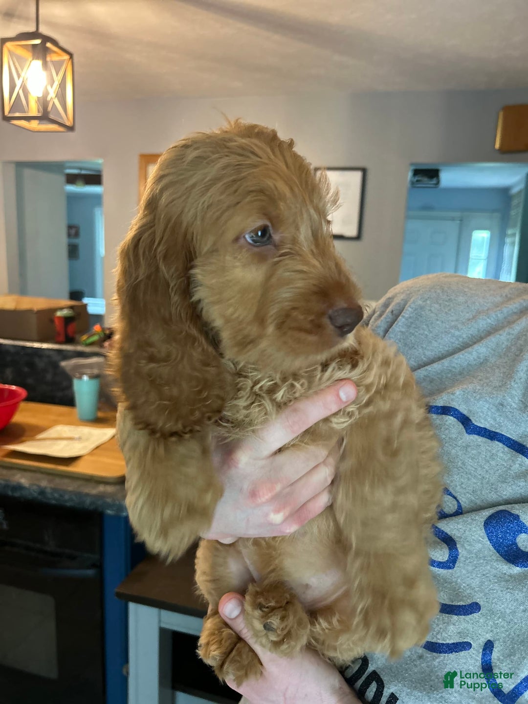 Goldendoodle dogs for sale: Bayar - Image 4