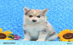 Pomsky dogs for sale: Maisie - Image 3