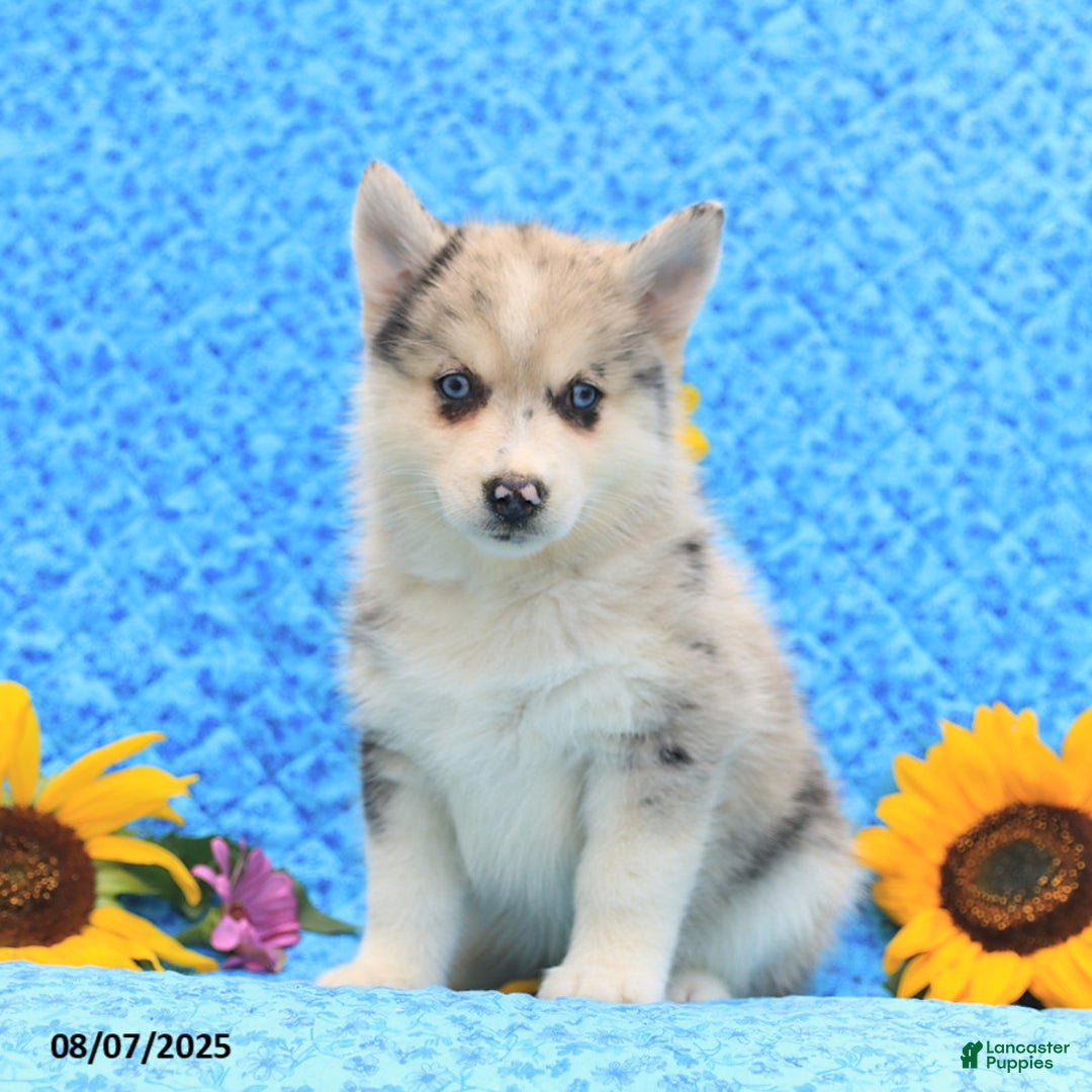 Pomsky dogs for sale: Maisie - Image 3