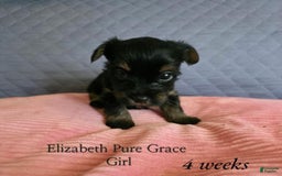 Yorkshire Terrier dogs for sale: Elizabeth - Image 4
