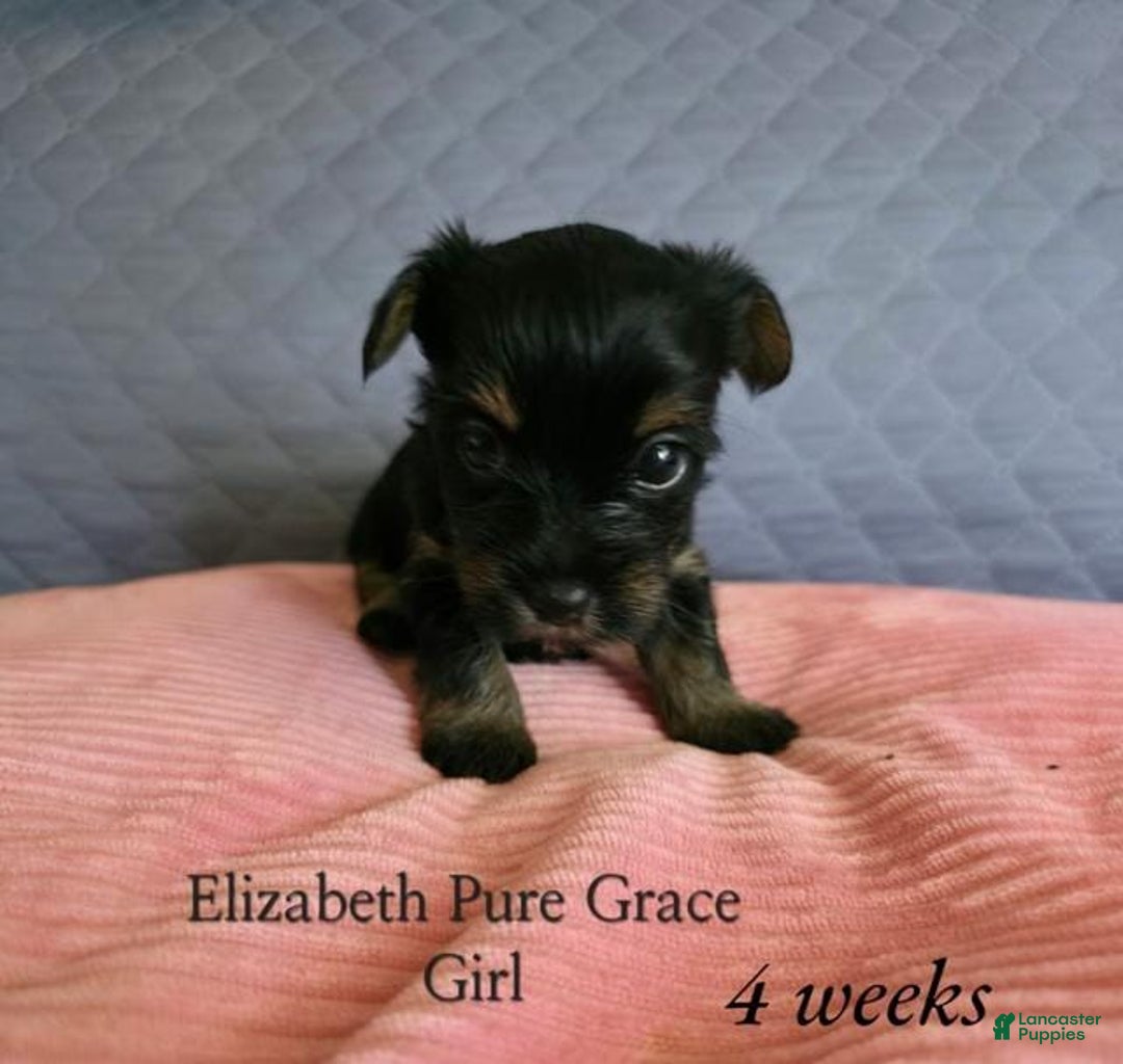 Yorkshire Terrier dogs for sale: Elizabeth - Image 4