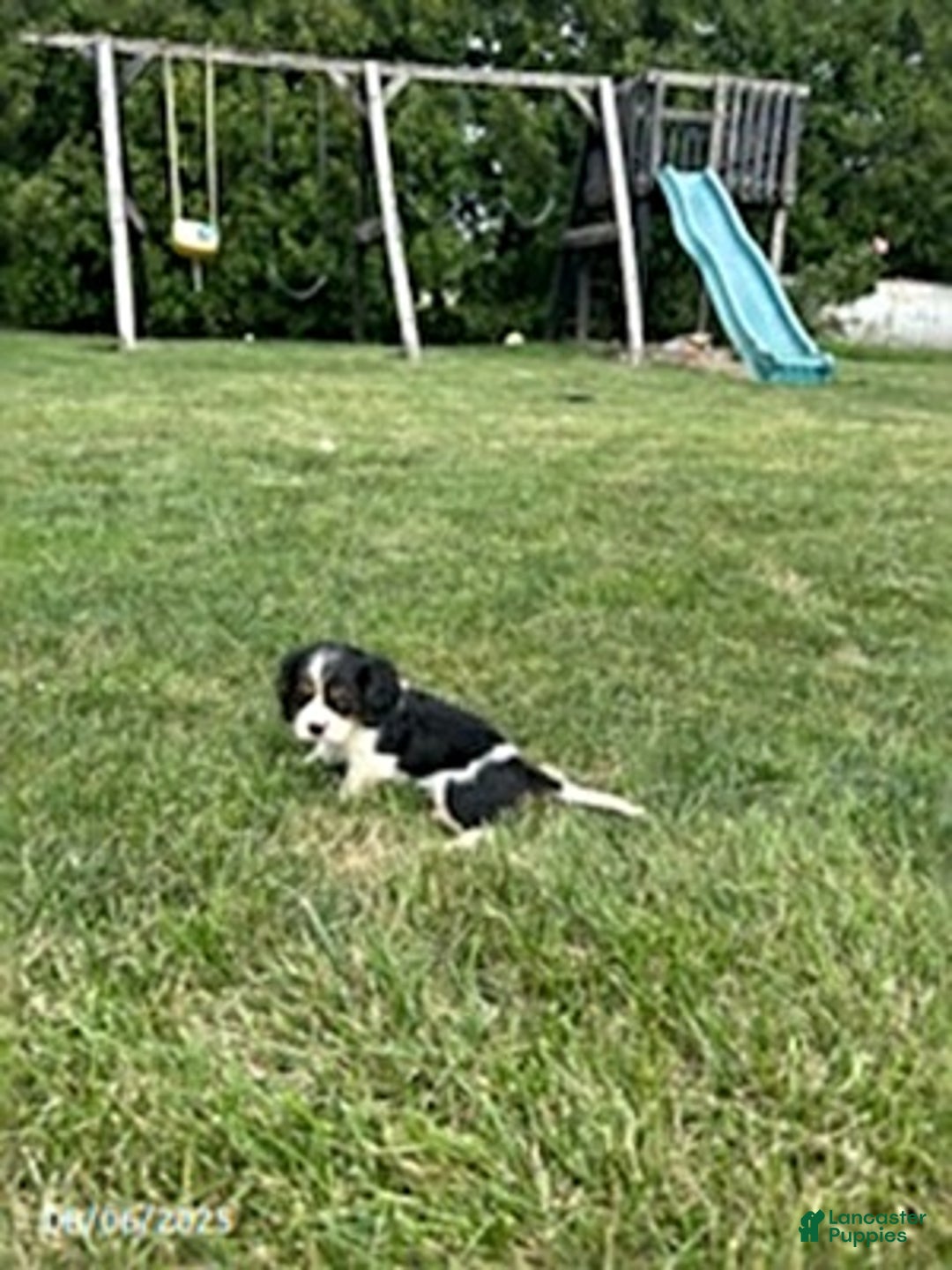 Cavalier King Charles Spaniel dogs for sale: Buddy - Image 2