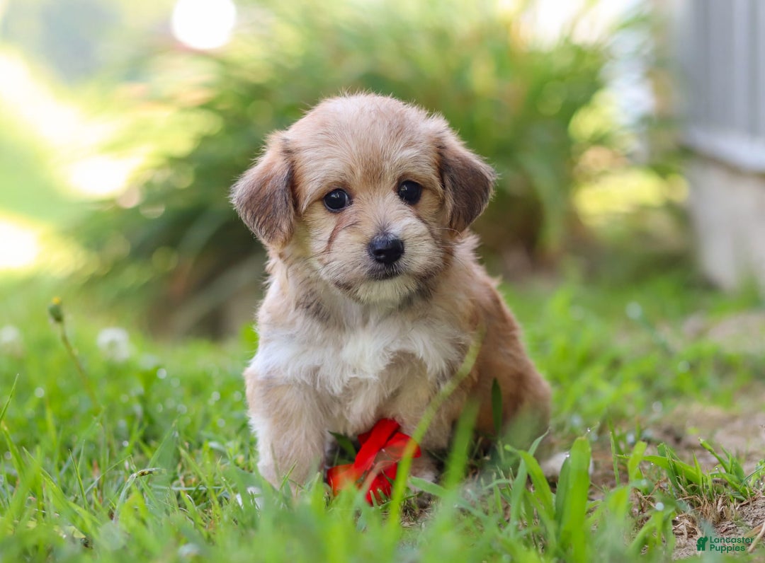 Morkie dogs for sale: Kelvin - Image 6