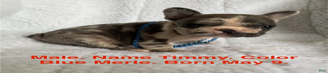 Timmy