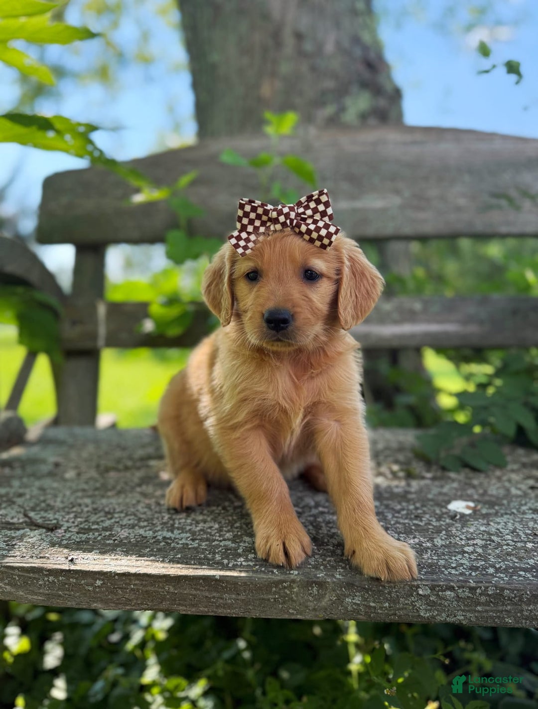 Golden Retriever dogs for sale: Willow - Image 7