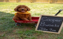 Mini Goldendoodle dogs for sale: Cooper - Image 1