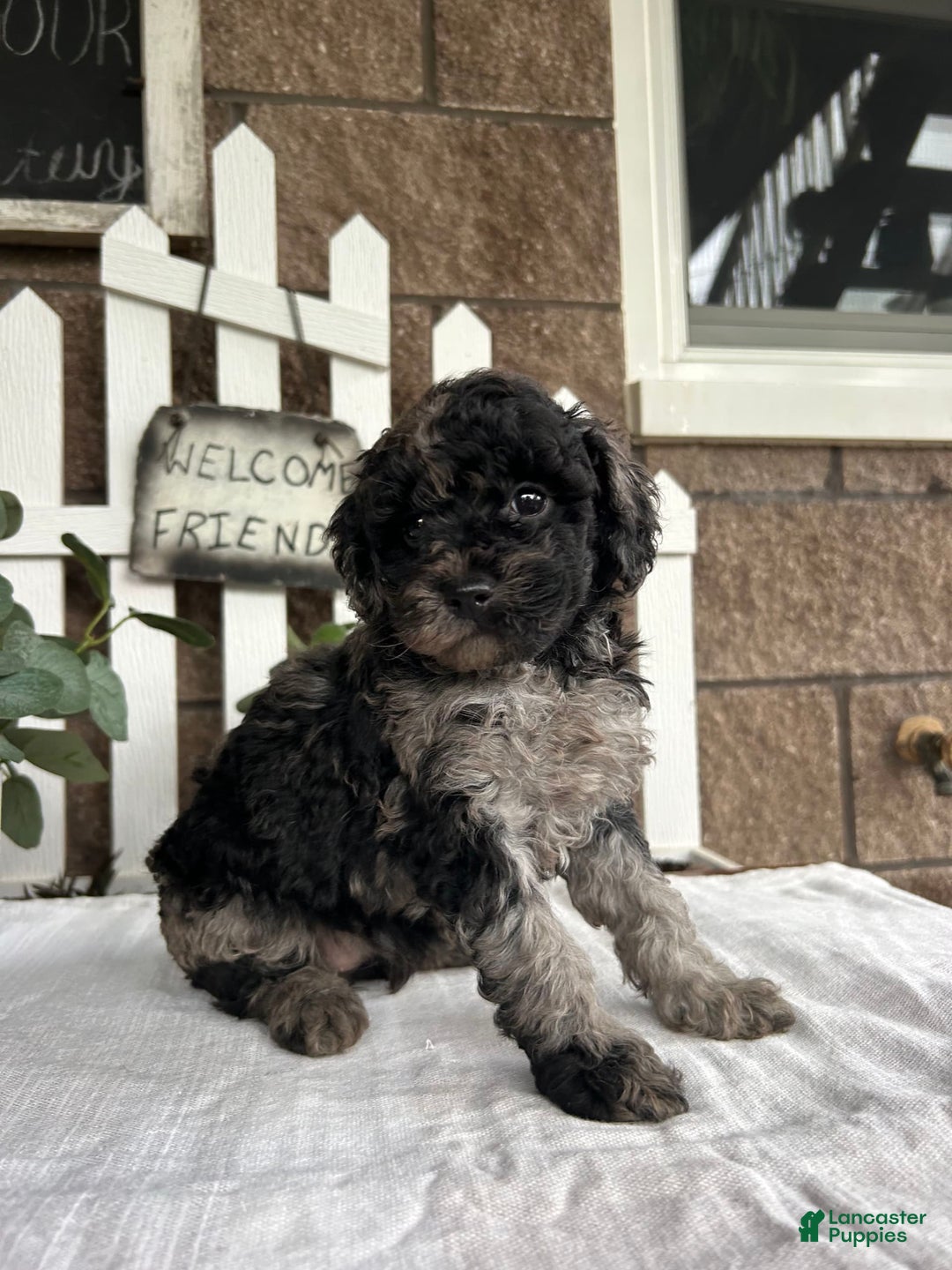 Miniature Poodle dogs for sale: Chloe - Image 7