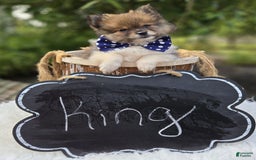 Pomeranian dogs for sale: Pomeranian 3 puppies - Image 14