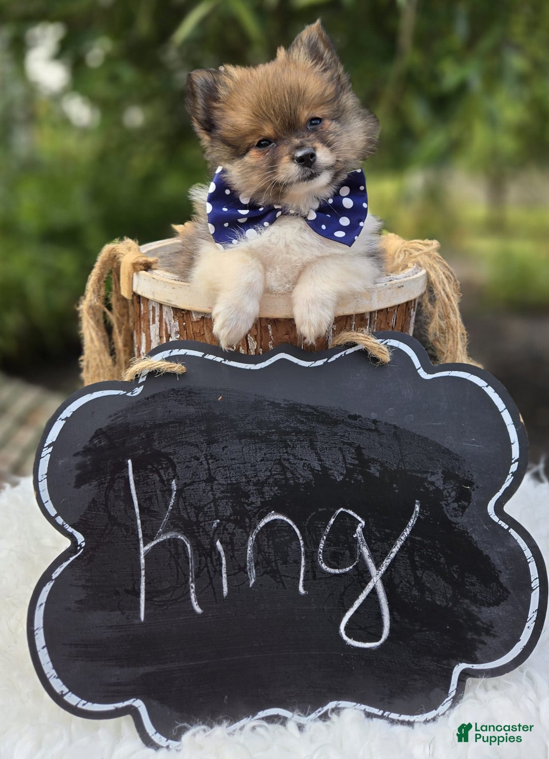 Pomeranian dogs for sale: Pomeranian 3 puppies - Image 14