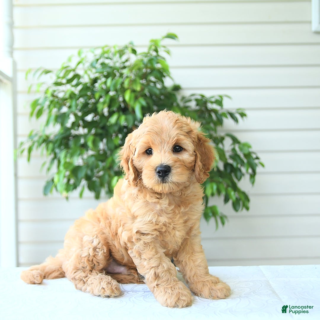 Cockapoo dogs for sale: Monroe - Image 4