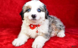Mini Aussiedoodle dogs for sale: Austen - Image 4