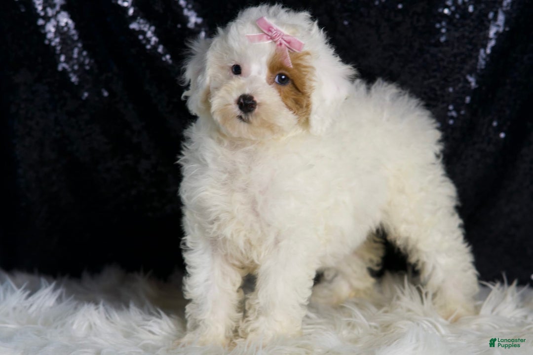 Toy Poodle dogs for sale: Gigi - Image 1
