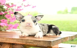 Frenchton dogs for sale: Gracie - Image 5