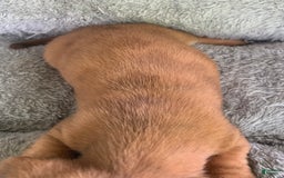 Miniature Dachshund dogs for sale: Baby Charlie - Image 5