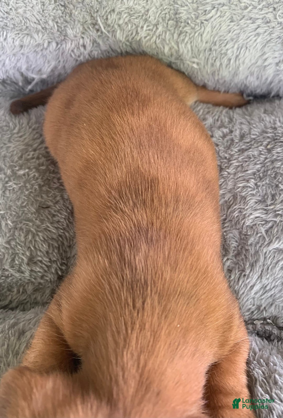 Miniature Dachshund dogs for sale: Baby Charlie - Image 5