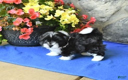 Teddy Bear dogs for sale: Katrina - Image 2