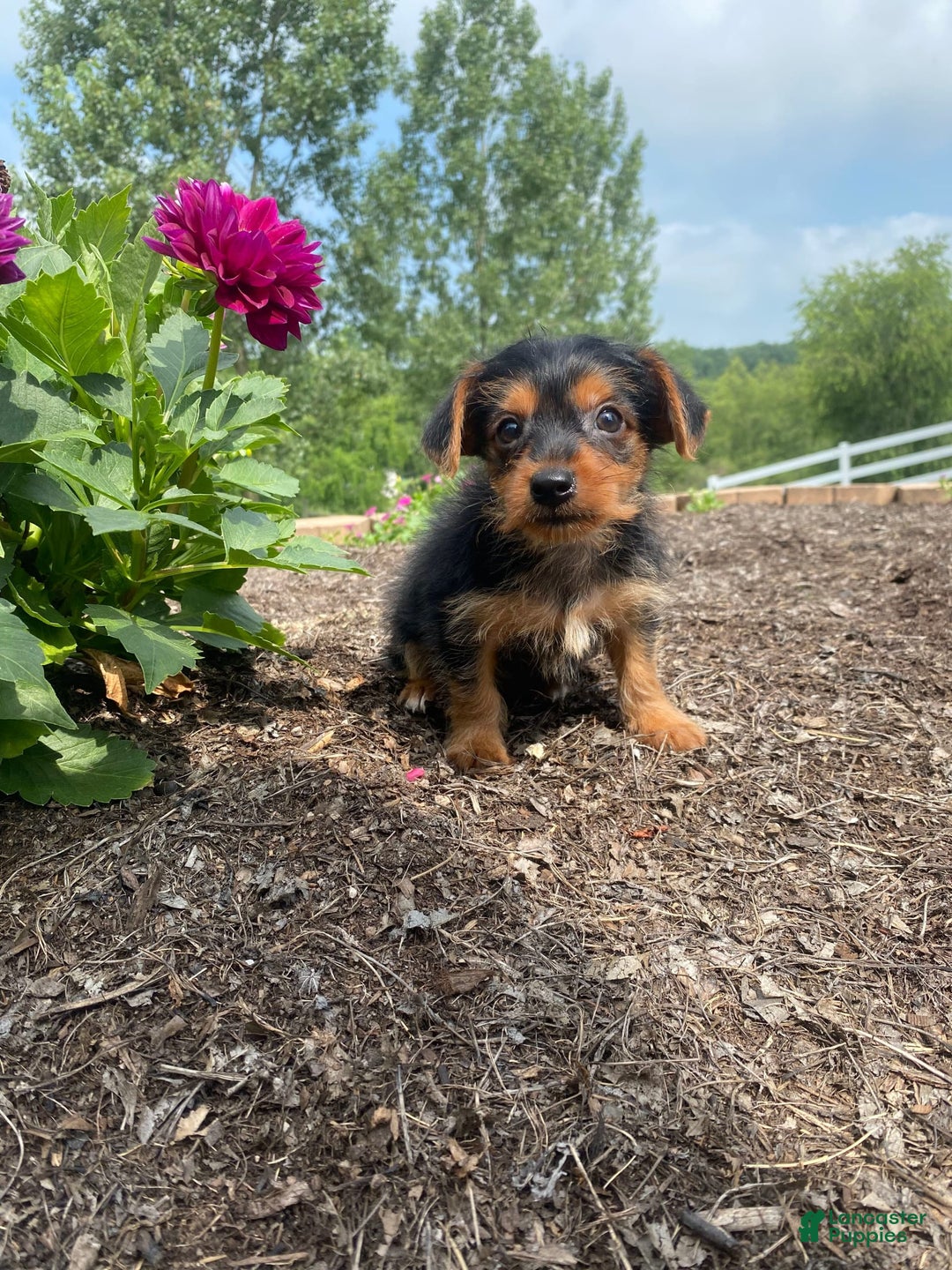 Yorkshire Terrier dogs for sale: Jag - Image 7