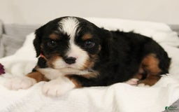 Miniature Bernese Mountain Dog dogs for sale: Truffle - Image 1