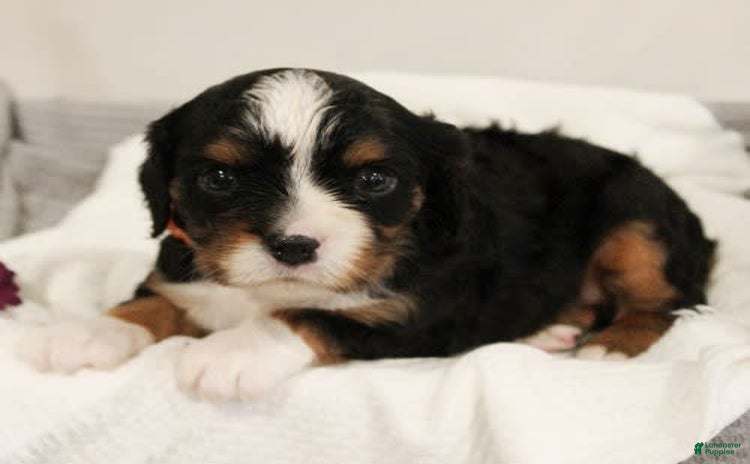 Miniature Bernese Mountain Dog dogs for sale - Ad 1