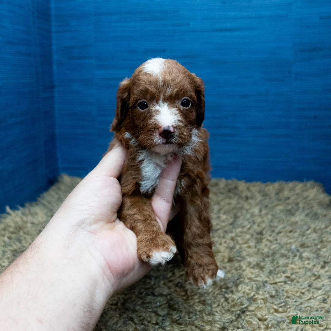 Cavapoo dogs for sale: Sean - Image 14