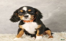 Miniature Bernese Mountain Dog dogs for sale: Truffle - Image 8