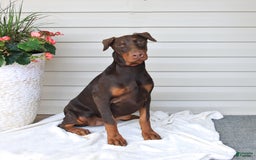 Doberman Pinscher dogs for sale: Zoe - Image 2