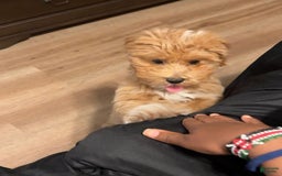 Maltipoo dogs for sale: Princeton - Image 3