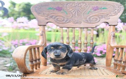 Miniature Dachshund dogs for sale: Brandon - Image 1